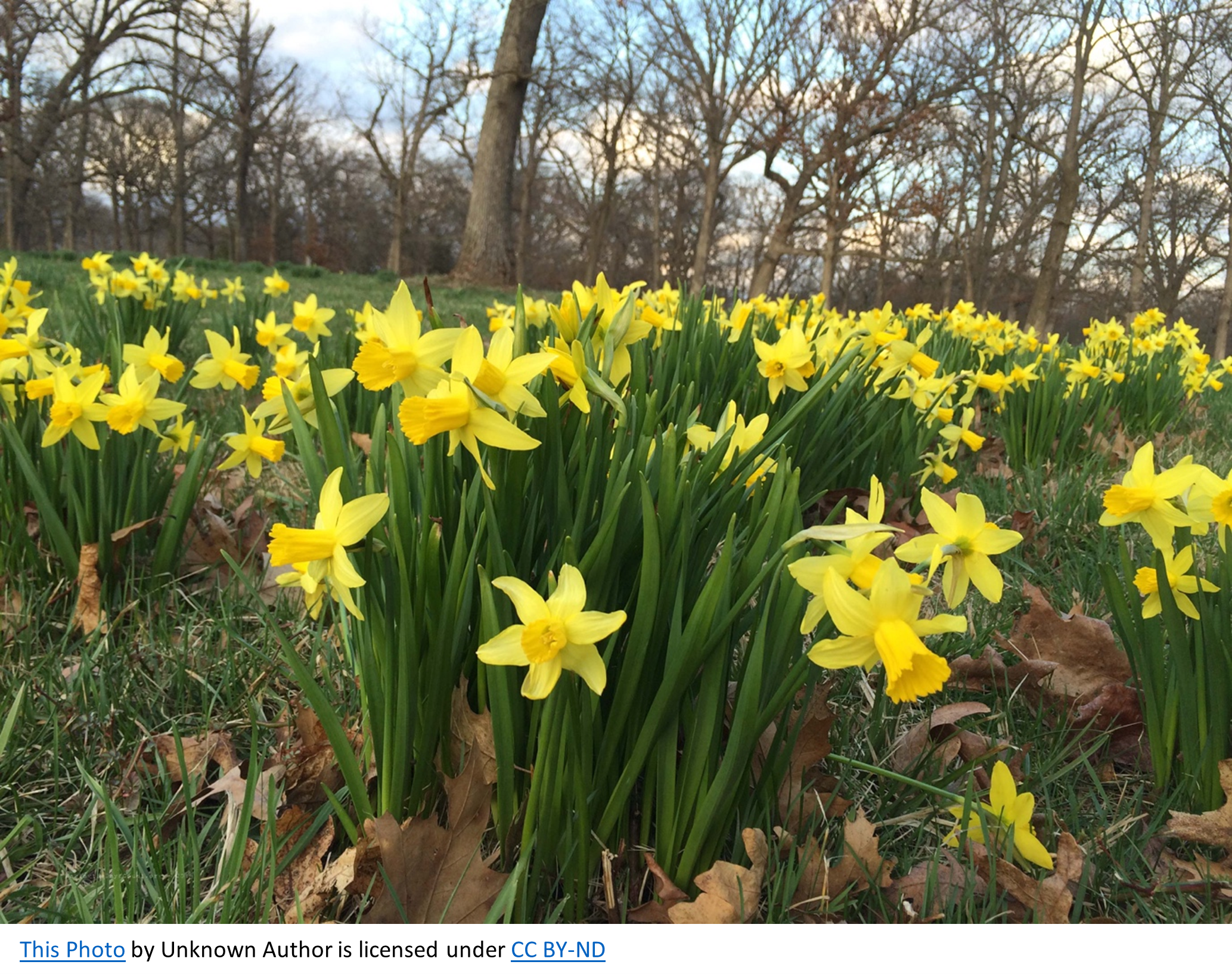 Happy St David’s Day